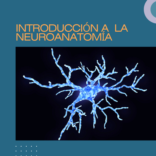 Introducción a la neuronatomía