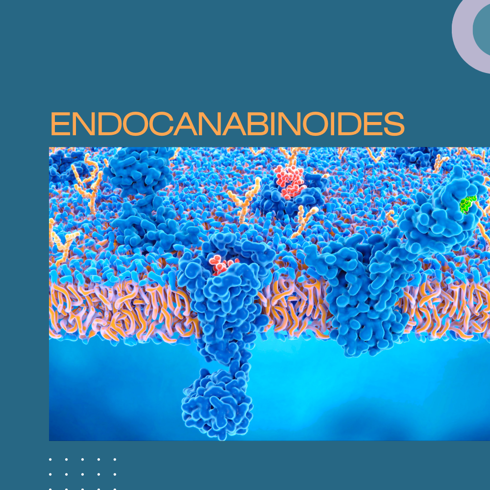 Endocanabinoides