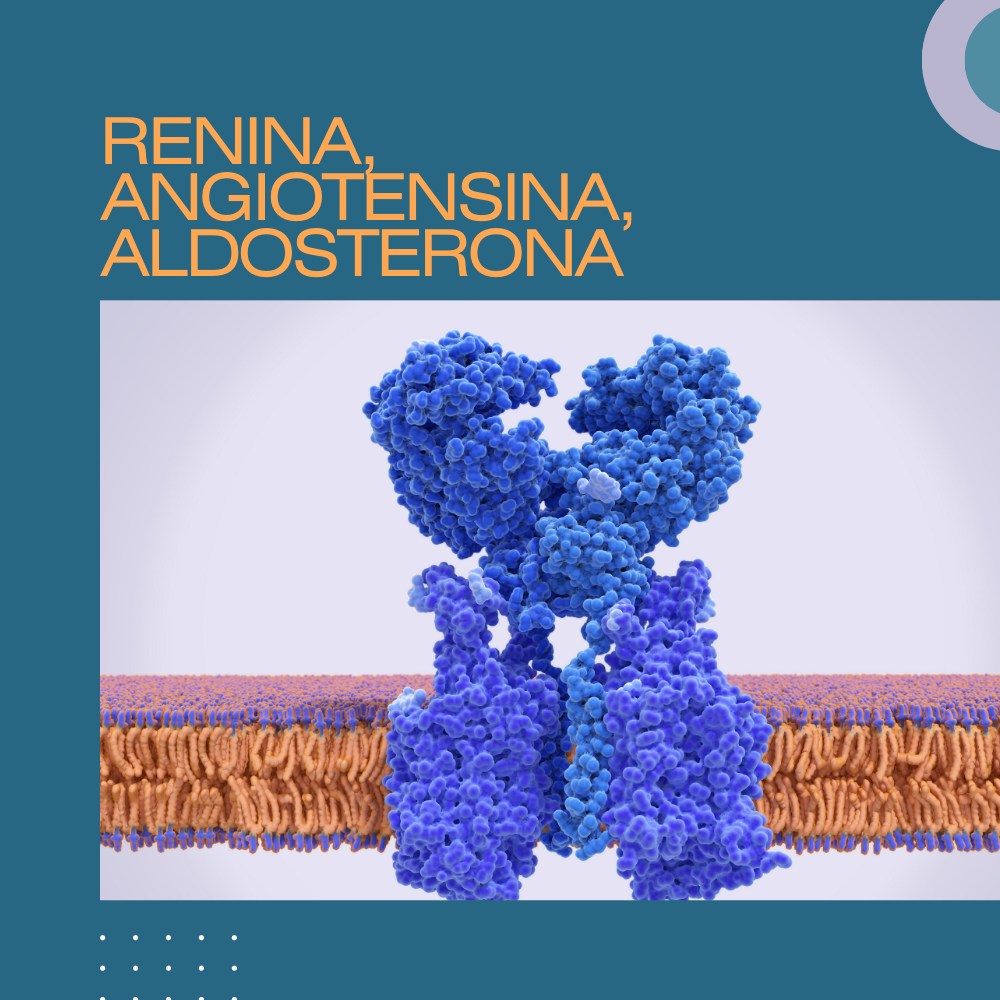 Renina angiotensina aldosterona